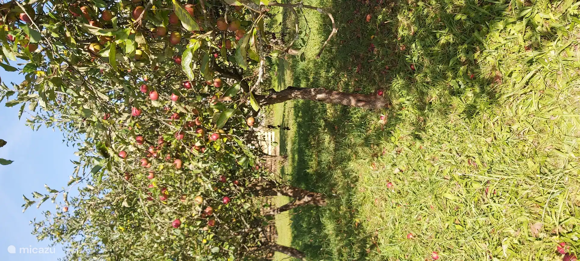 We have 100 apple trees in our orchard