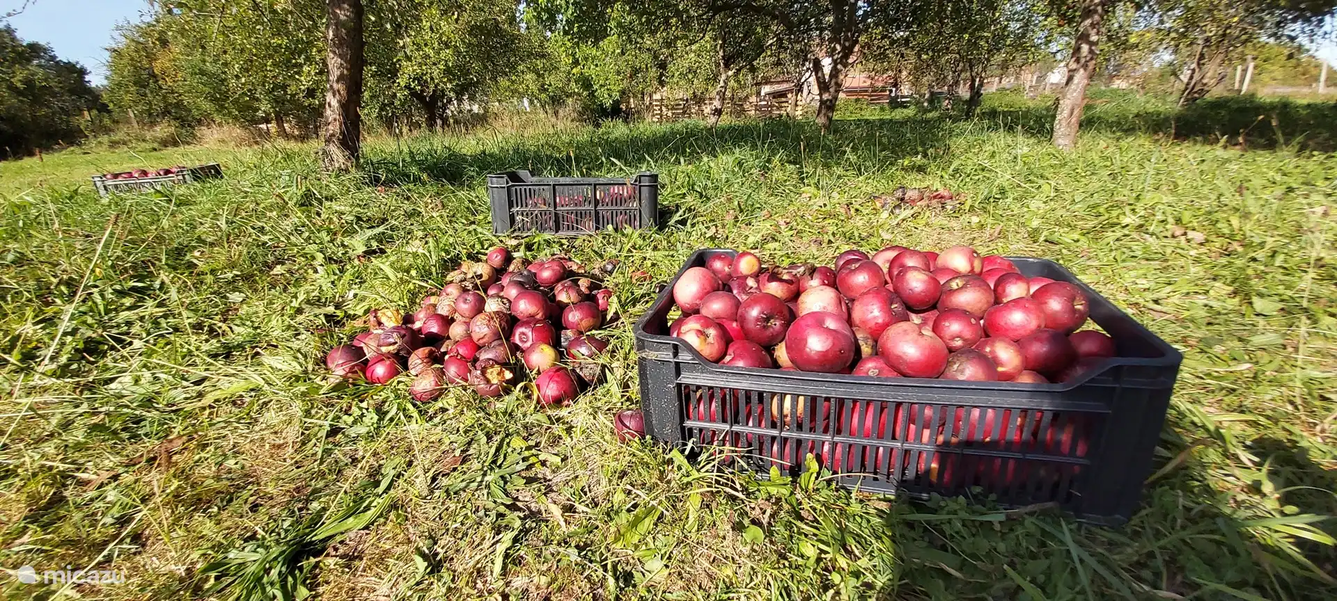 So in September it's time to pick apples!