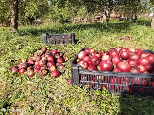 apartamento en República Checa, Sur de Bohemia, Strunkovice Nad Blanicí – Zichovec El corral de las cabras ¡Así que en septiembre es hora de recoger manzanas!
