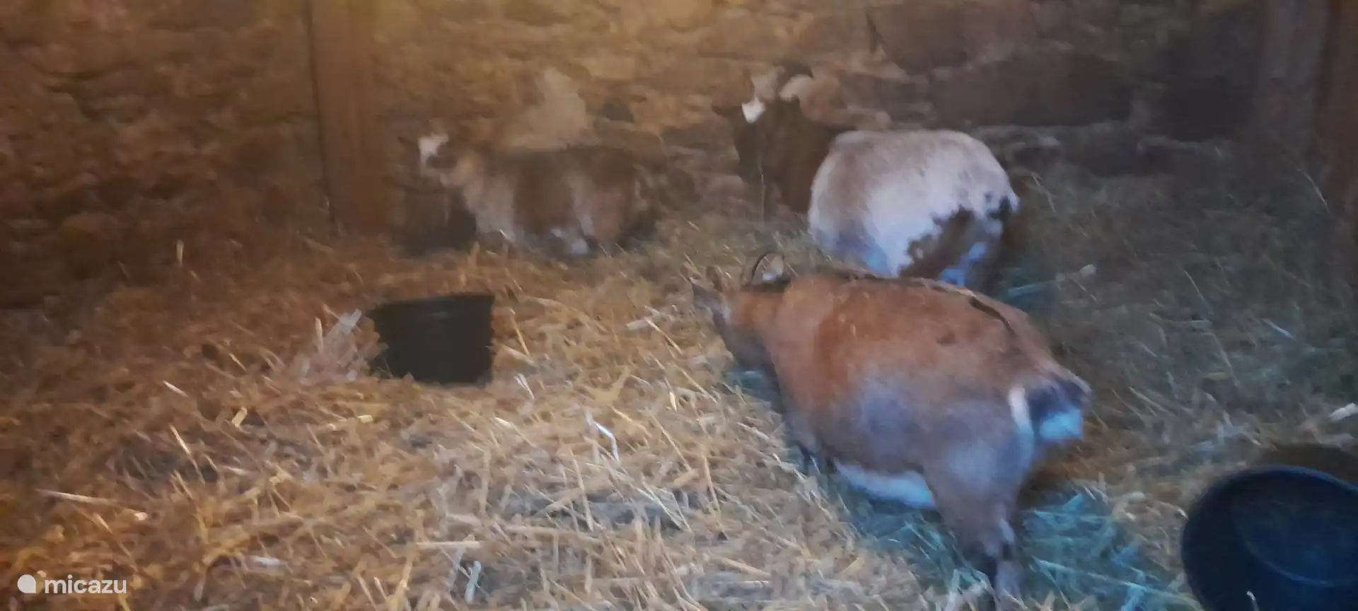 The stable of our goats