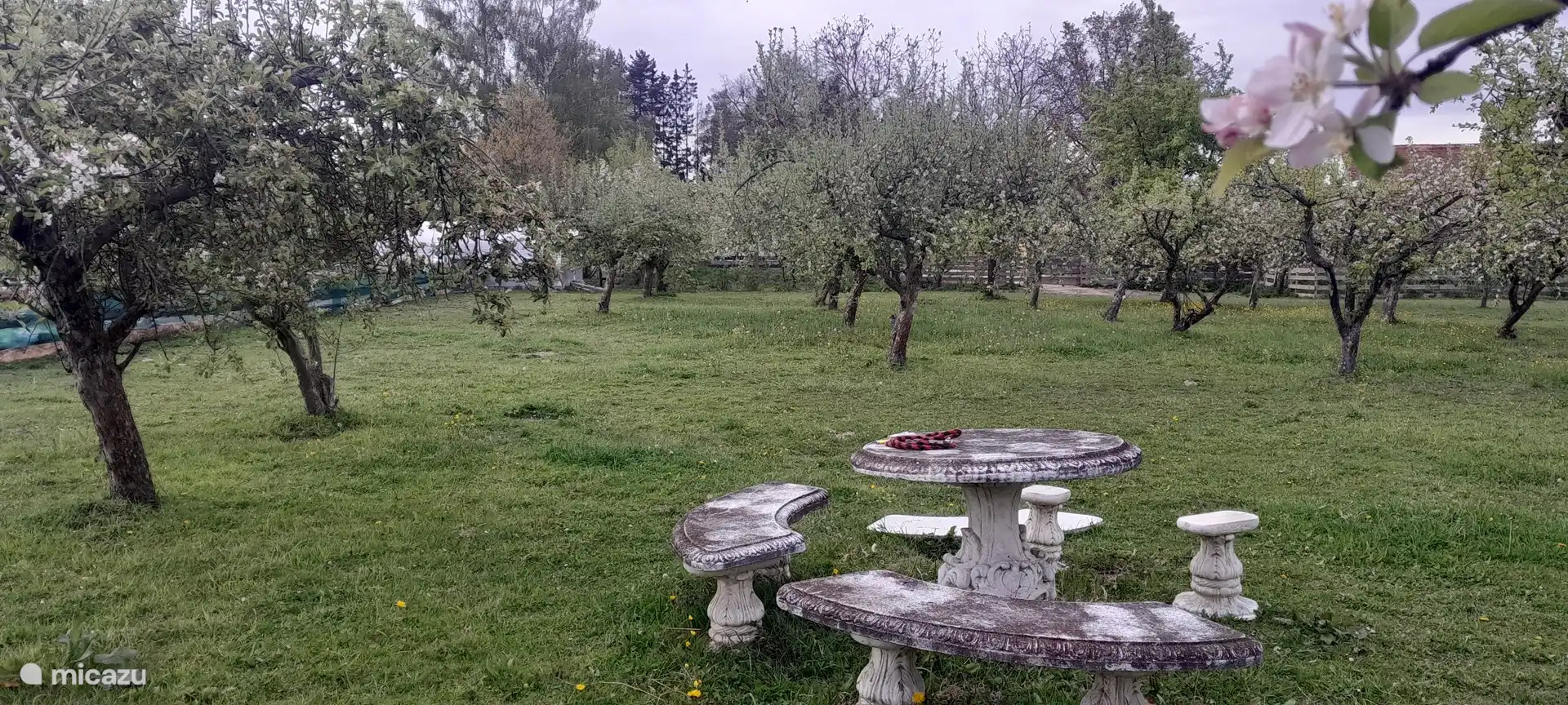 Spring in the orchard