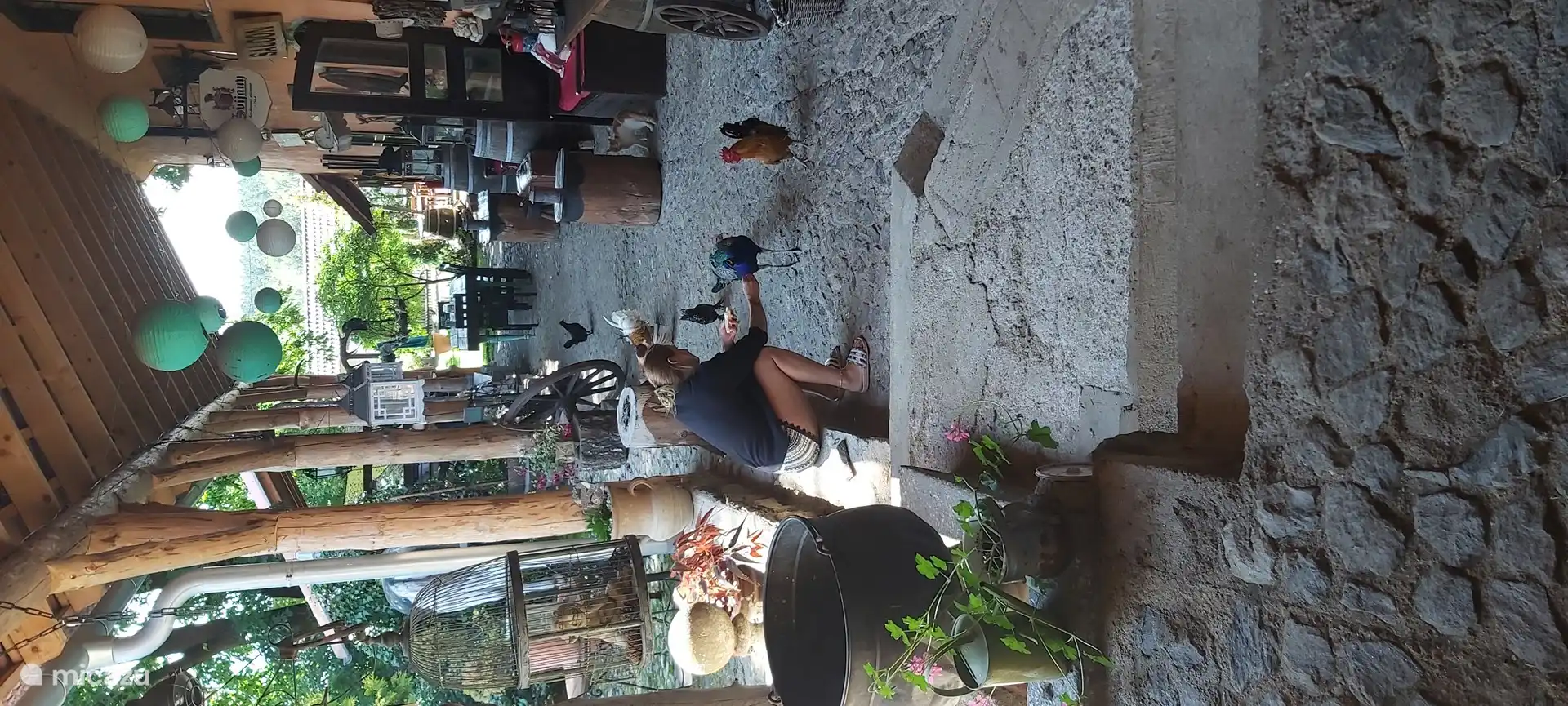 Our peacocks and chickens eat out of hand