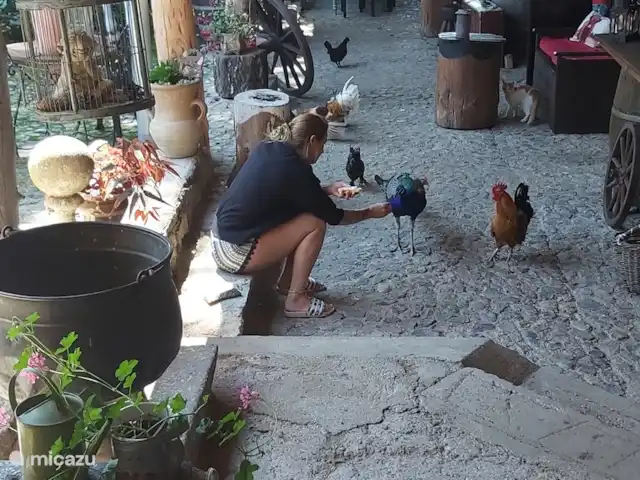 apartamento en República Checa, Sur de Bohemia, Strunkovice Nad Blanicí – Zichovec El corral de las cabras Nuestros pavos reales y gallinas comen de la mano