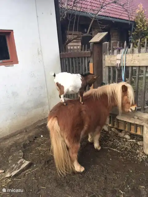 Sometimes crazy antics!