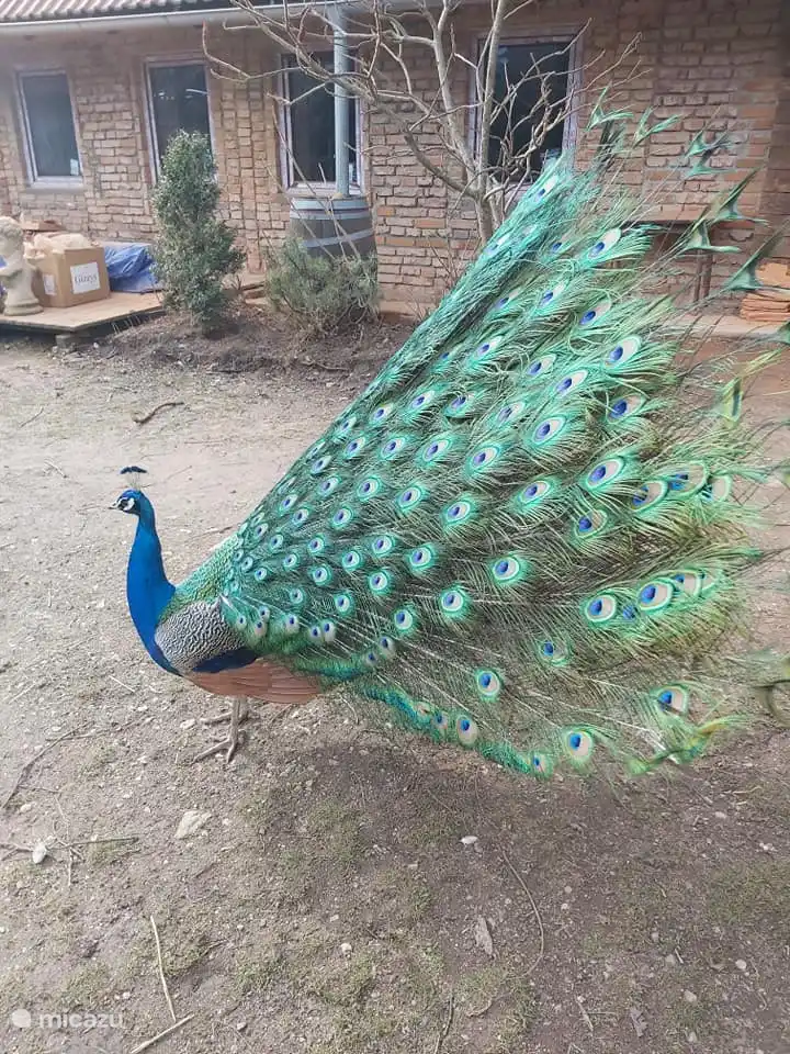 Our male peacock Paffy