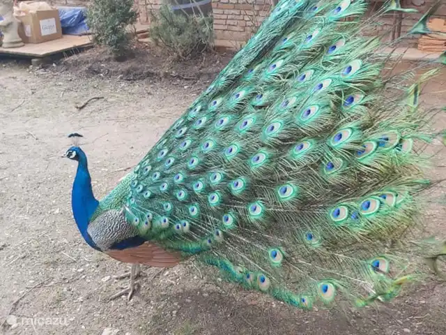 apartamento en República Checa, Sur de Bohemia, Strunkovice Nad Blanicí – Zichovec El corral de las cabras Nuestro pavo real macho Paffy