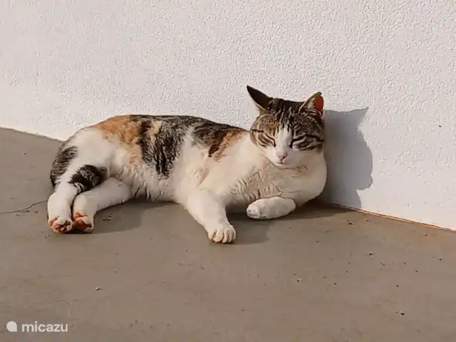 Villa Jeeco | Grèce, Crète, Milatos - villa Mousse pour chat d’extérieur