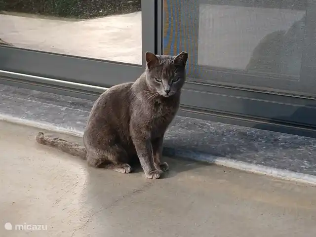 Villa Jeeco | Grèce, Crète, Milatos - villa chat d’extérieur Moji