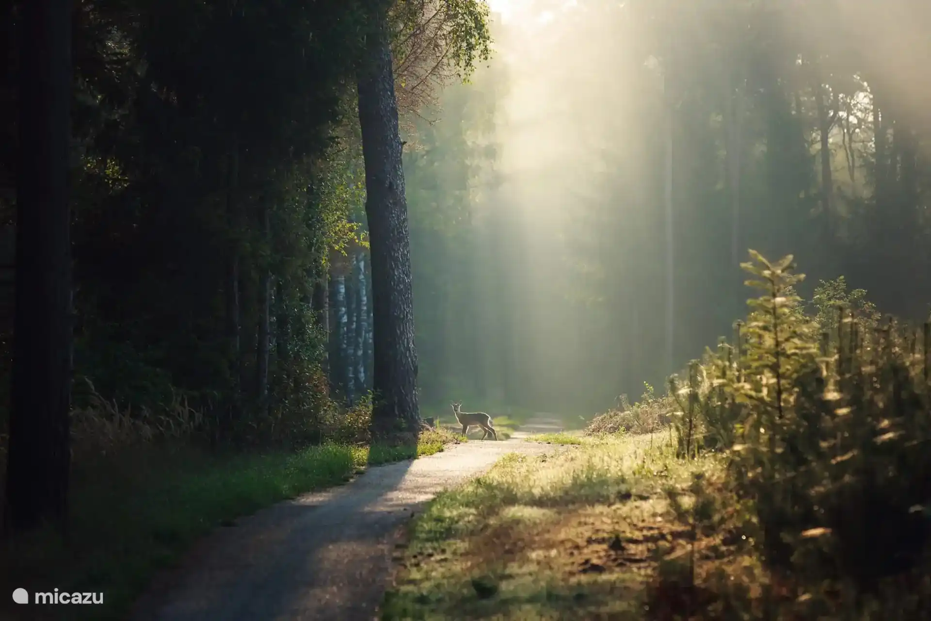 From the cottage you can walk straight into the forest where wild animals can regularly be spotted
