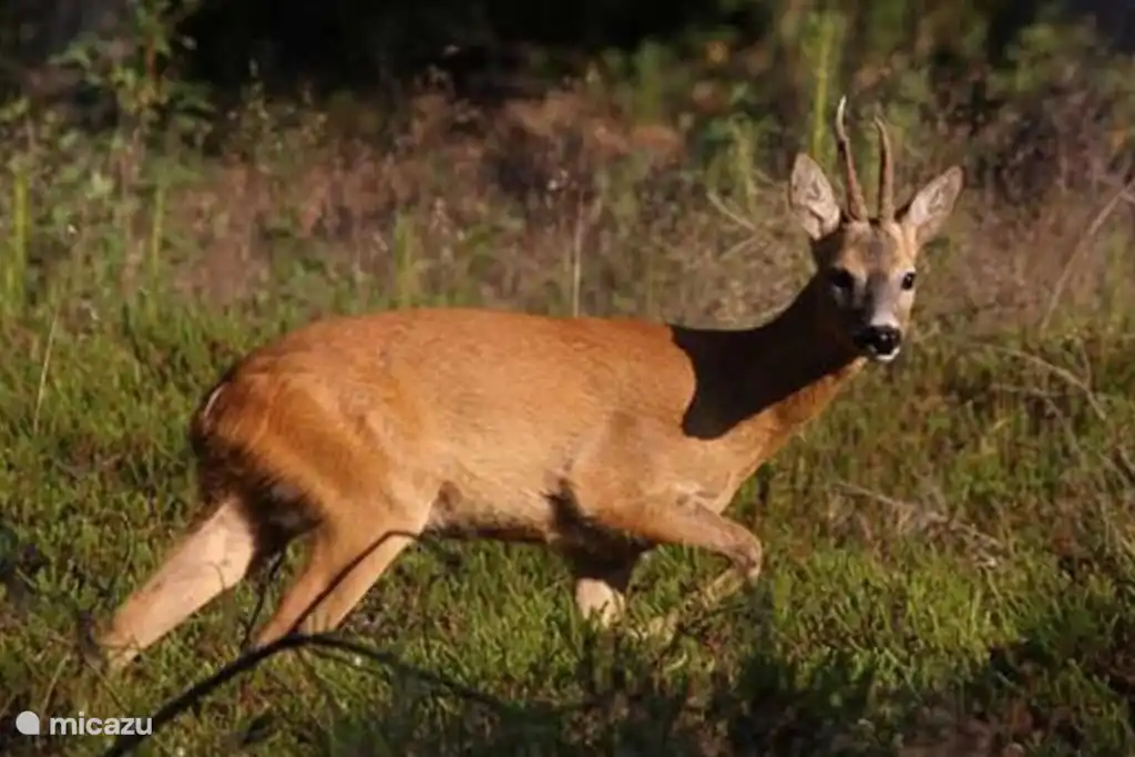 From the cottage you can walk straight into the forest where wild animals can regularly be spotted