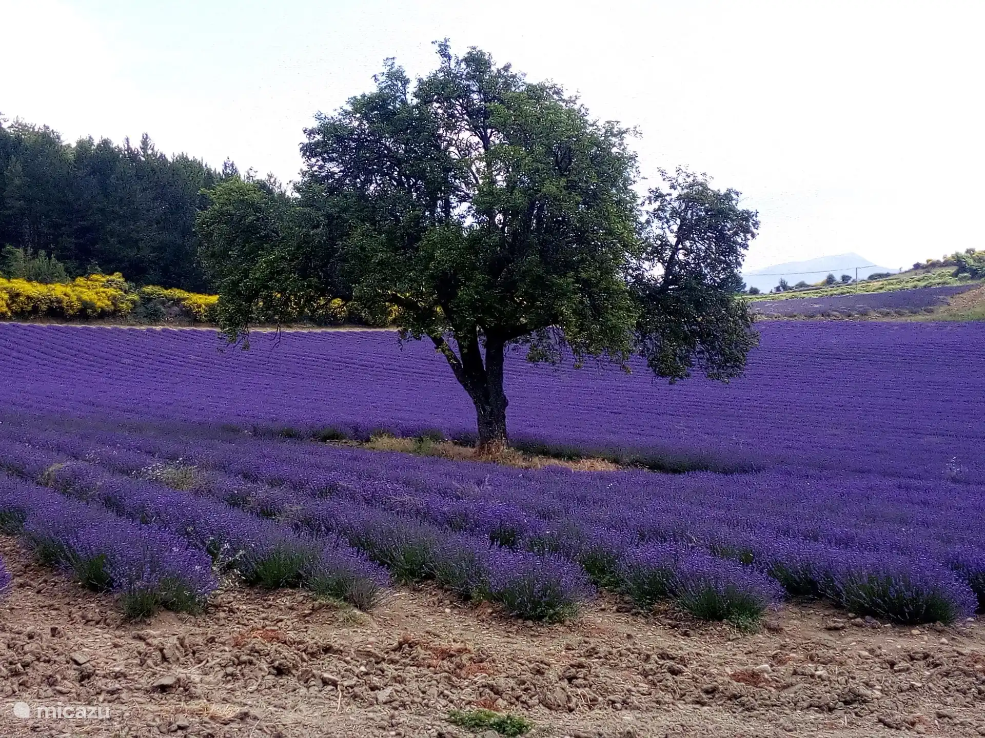 Lavendelfeld im Juli - Aurel