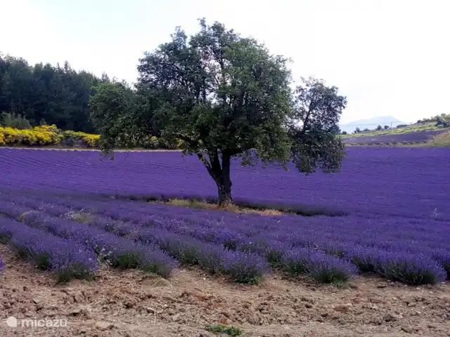 Maison Xiano - Rasteau Mont Ventoux | France, Vaucluse, Rasteau - maison de vacances Champ de lavande en juillet - Aurel