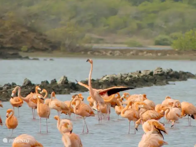 Villa Toucan Curacao huren in Curaçao, Banda Ariba (oost), Jan Thiel - villa Op verschillende plekken kun je flamingo's spotten op het eiland. Deze foto is gemaakt bij Sint Michiel.