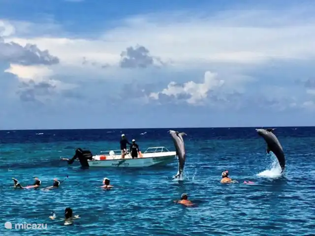 Villa Toucan Curacao huren in Curaçao, Banda Ariba (oost), Jan Thiel - villa Af en toe vroeg in de ochtend kun je de dolfijnen spotten van het Sea Aquarium