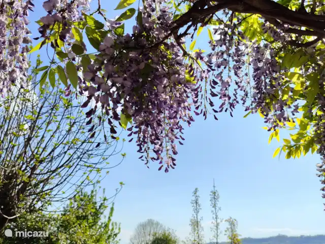 vakantiehuis huren in Italië, Piëmont, Niella Belbo – Vakantiehuis Casa Bella Nuova Terrein