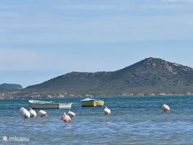 Villa La Mariposa huren in Spanje, Costa Cálida, Los Urrutias - villa Flamingo's in de zee voor het huis