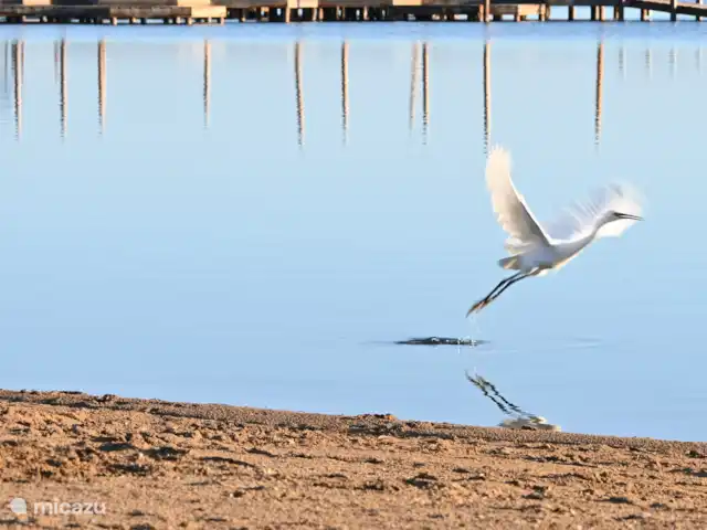Villa La Mariposa huren in Spanje, Costa Cálida, Los Urrutias - villa natuur voor het huis aan het strand