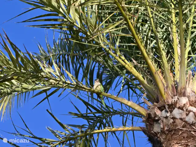 Villa La Mariposa huren in Spanje, Costa Cálida, Los Urrutias - villa natuur