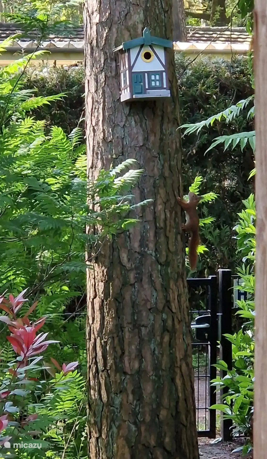 Sehen Sie das Eichhörnchen