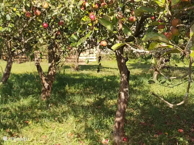 Zichovec Bonanza huren in Tsjechië, Zuid-Bohemen, Strunkovice nad Blanicí - appartement Appels in September