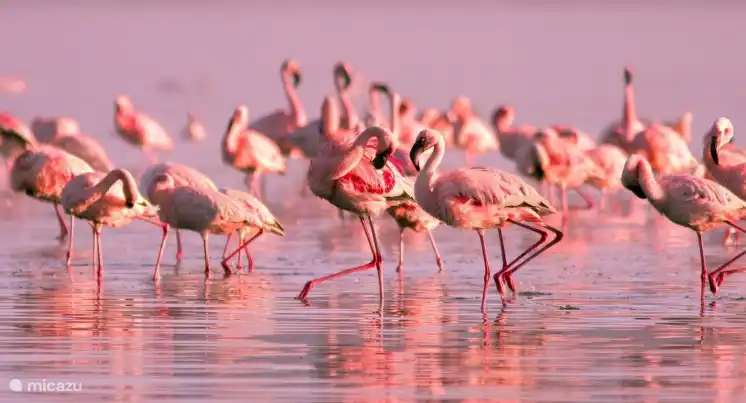 Los flamencos en las salinas de Torrevieja.