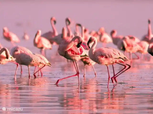 Location de Vacances Espagne, Costa Blanca, Torrevieja, penthouse - Casa La Familia Les flamants roses dans les lacs salés de Torrevieja.