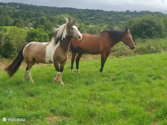 Location de Vacances France, Calvados, Saon, gîte / cottage - Gîte du Paradis Normand