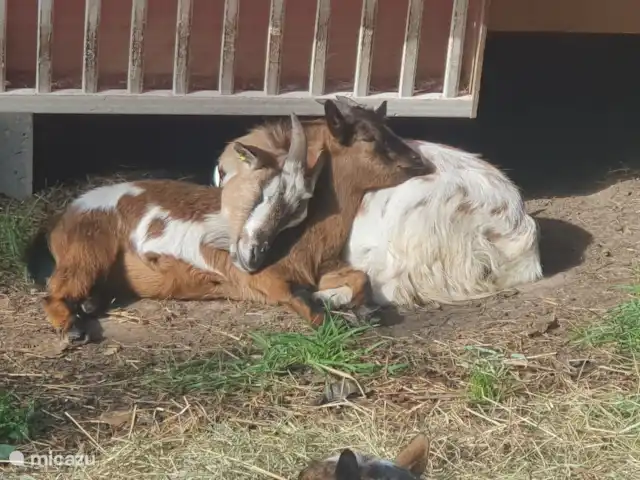 Location de Vacances France, Calvados, Saon, gîte / cottage - Gîte du Paradis Normand