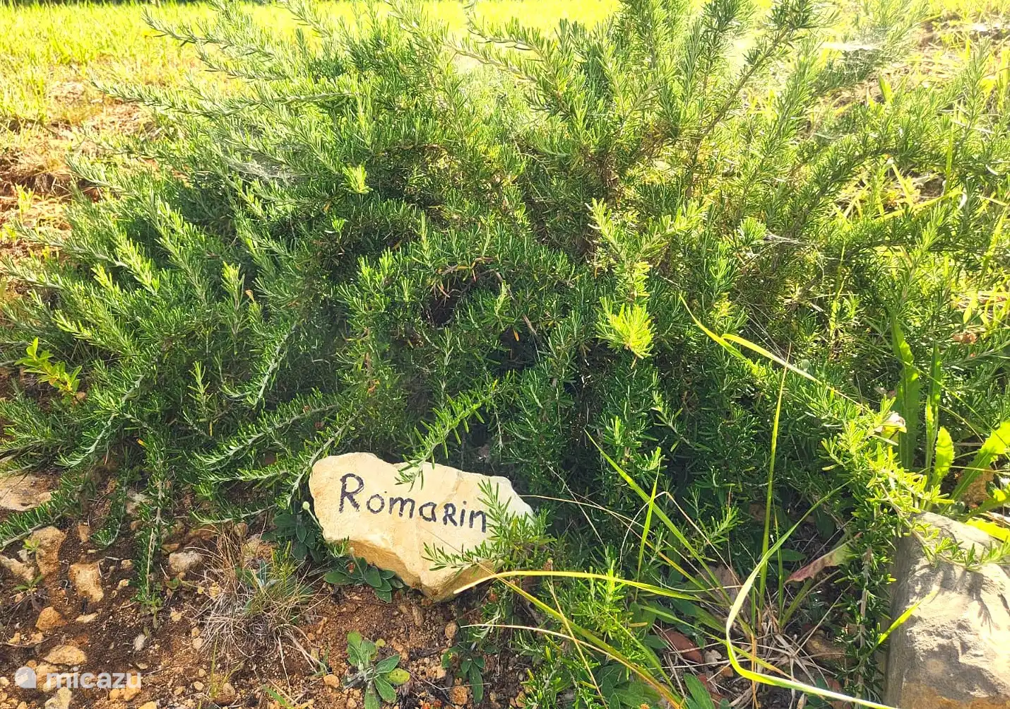 Herbes à cueillir