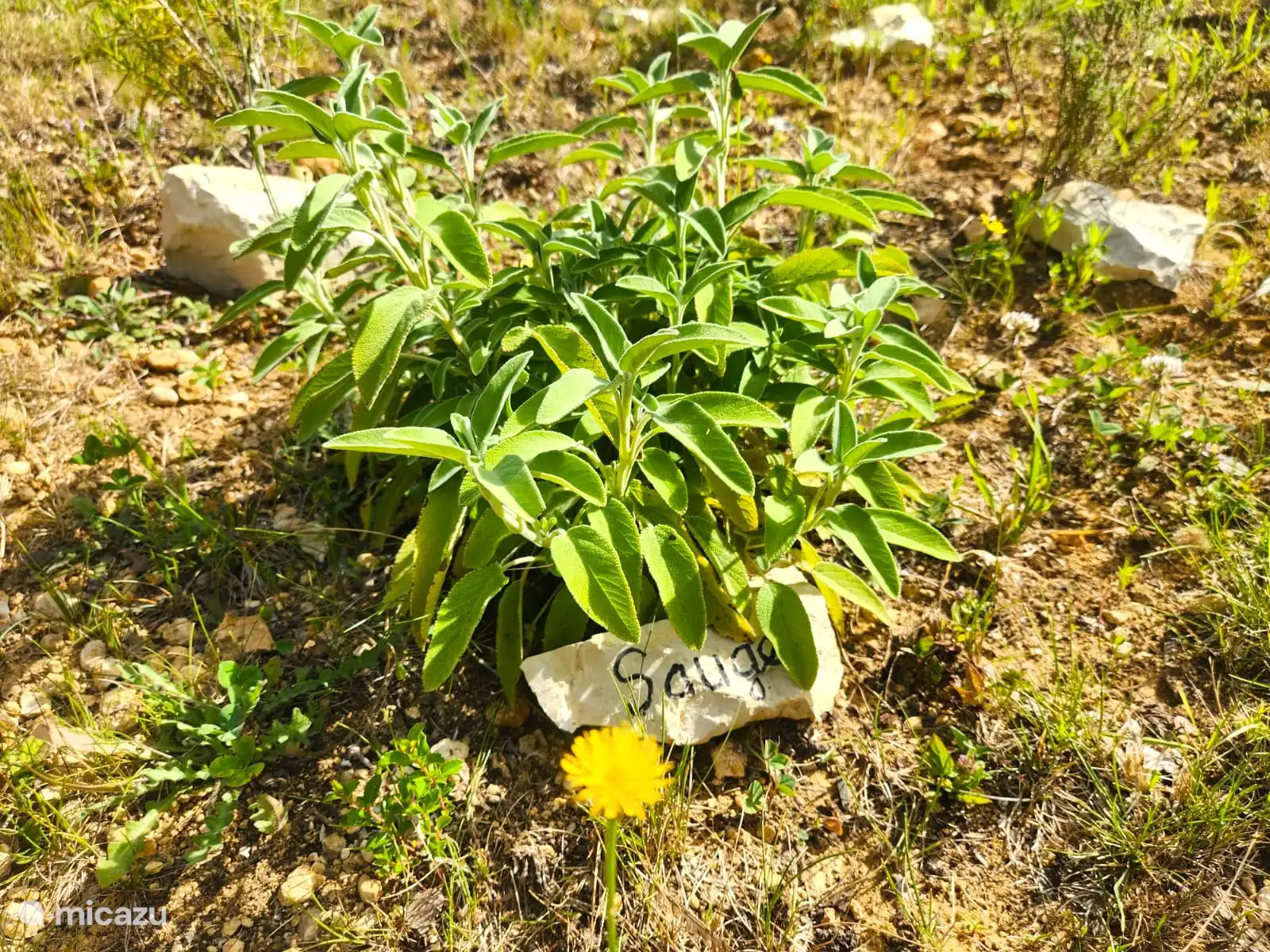 Herbes à cueillir