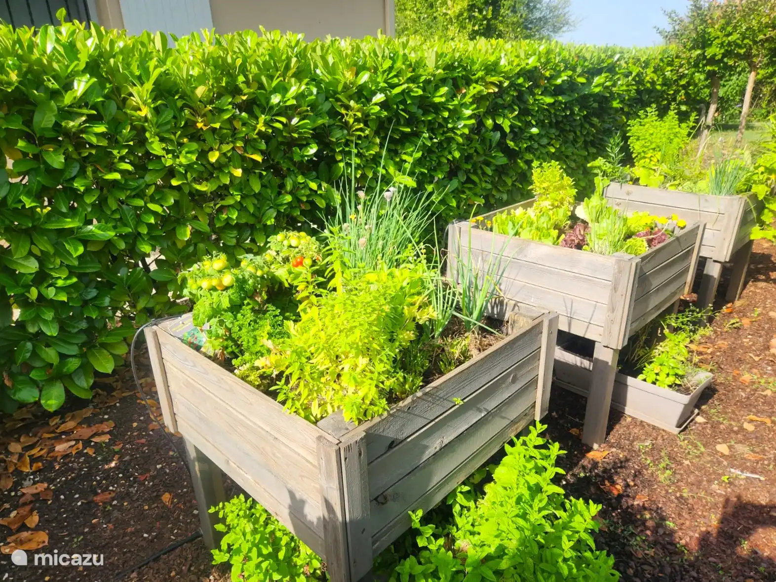 Bacs à légumes pour la récolte
