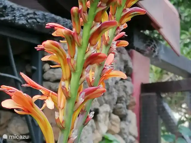 Wandelen, Spanje, La Palma, El Paso, gîte / cottage Hacienda La Centenaria Duizend-en-een bloemen