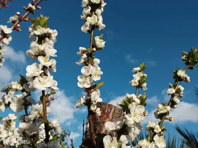 Wandelen, Spanje, La Palma, El Paso, gîte / cottage Hacienda La Centenaria Amandelbloesem
