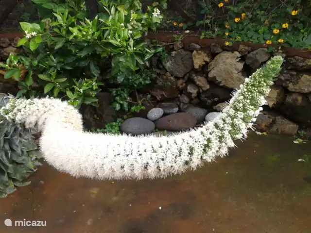 Wandelen, Spanje, La Palma, El Paso, gîte / cottage Hacienda La Centenaria Iets unieks!