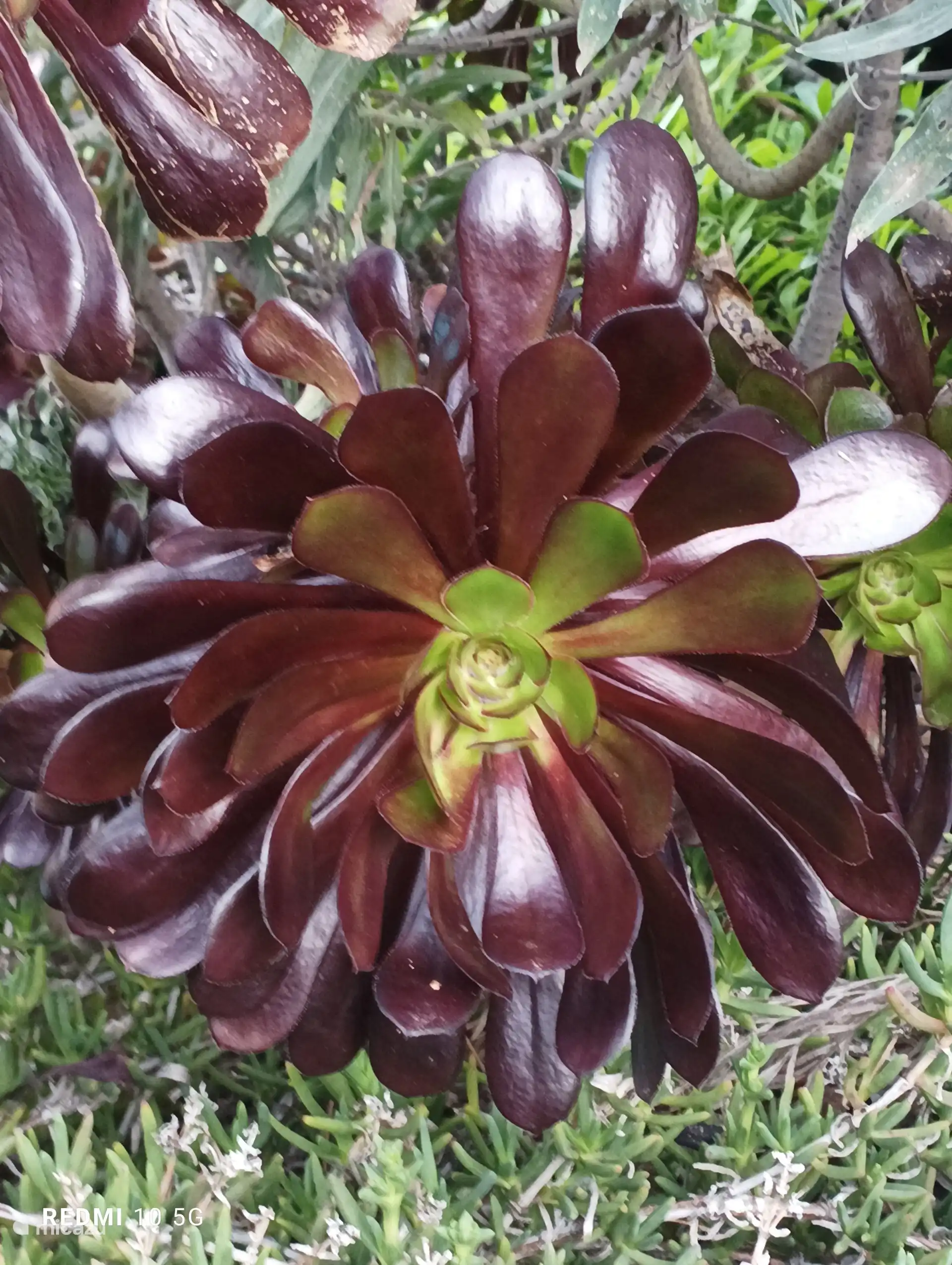 Symbol zum hundertjährigen Jubiläum