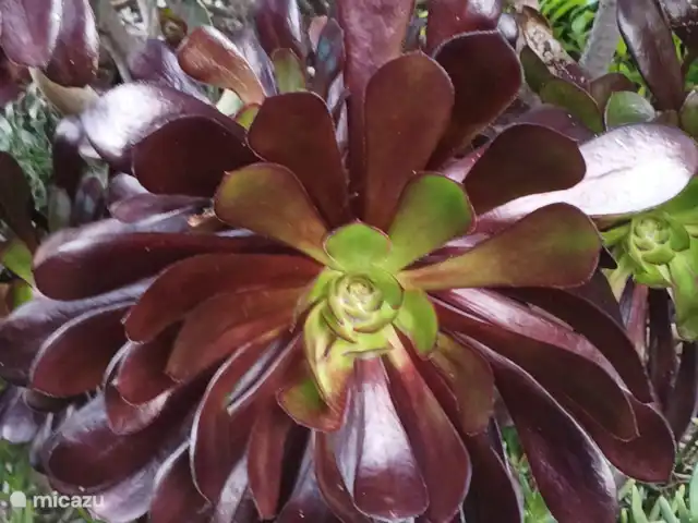 Wandelen, Spanje, La Palma, El Paso, gîte / cottage Hacienda La Centenaria Eeuwfeest symbool