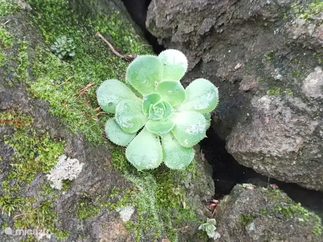 Wandelen, Spanje, La Palma, El Paso, gîte / cottage Hacienda La Centenaria Curiosa