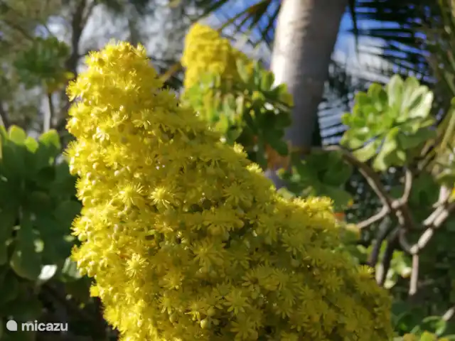 Wandelen, Spanje, La Palma, El Paso, gîte / cottage Hacienda La Centenaria Bloem van bloemen