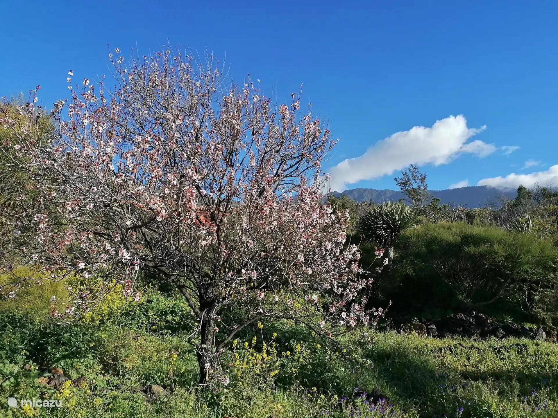 Mandelbäume in Blüte, Januar-Februar