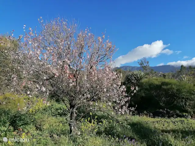 Wandelen, Spanje, La Palma, El Paso, gîte / cottage Hacienda La Centenaria Amandelbomen in bloei, januari-februari