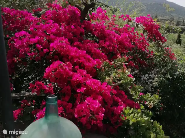 Wandelen, Spanje, La Palma, El Paso, gîte / cottage Hacienda La Centenaria Bloem en vulkaan hoeken