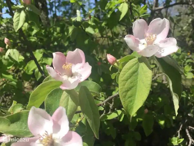 Maison Bonnecoste B&B - Suite 1 | France, Lot, Calès (Lot) - chambres d'hôtes