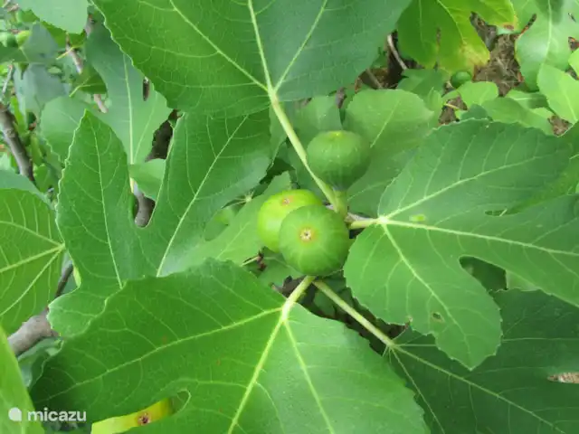 Maison Bonnecoste B&B - Suite 1 | France, Lot, Calès (Lot) - chambres d'hôtes