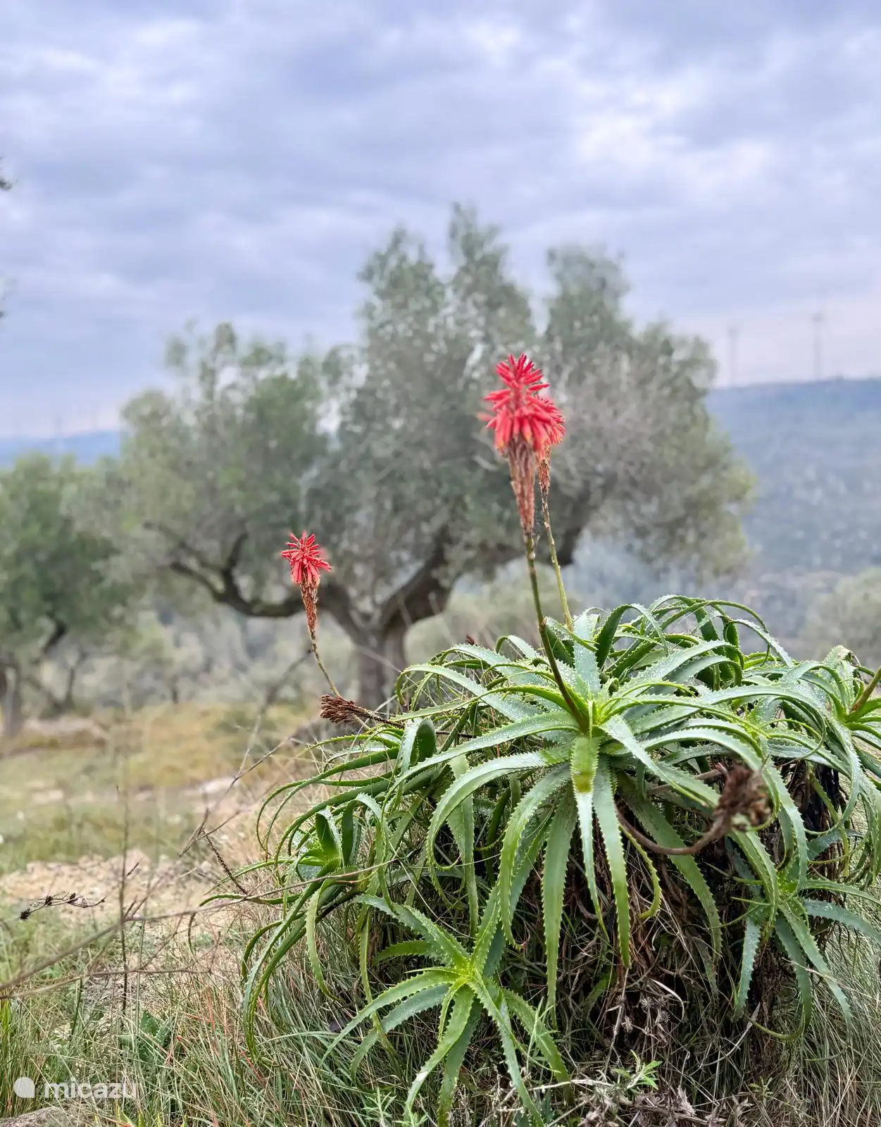 L’aloès fleurit tôt dans la saison (ici en janvier)