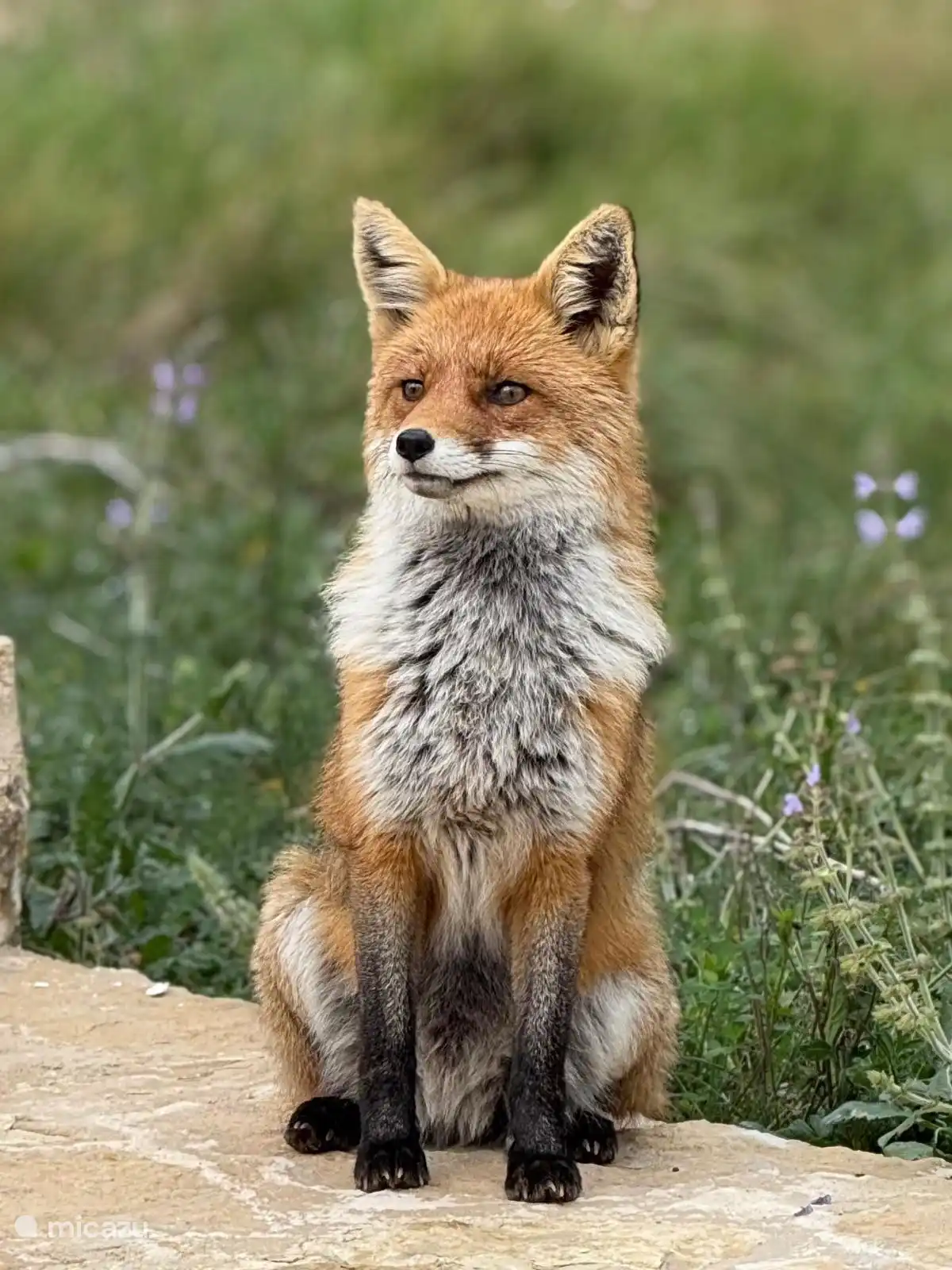 Ce renard est un visiteur régulier. Si vous le souhaitez, vous pouvez lui donner des croquettes pour chat.