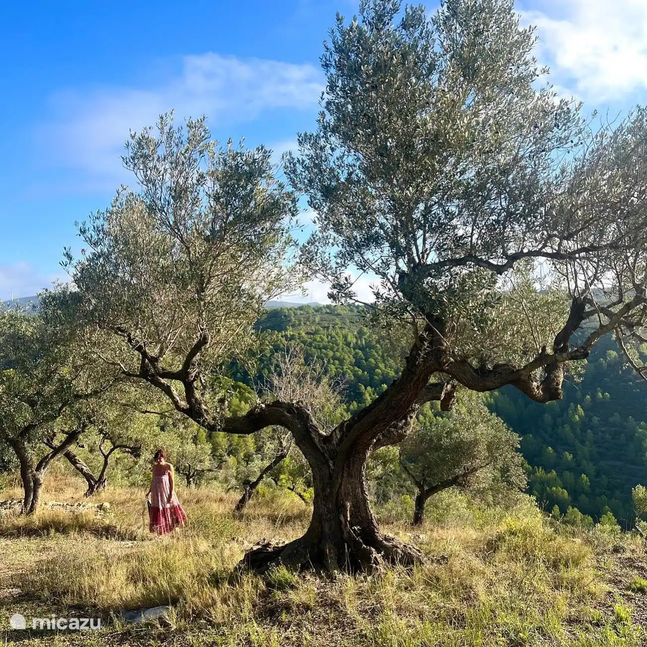 Le plus bel olivier du verger