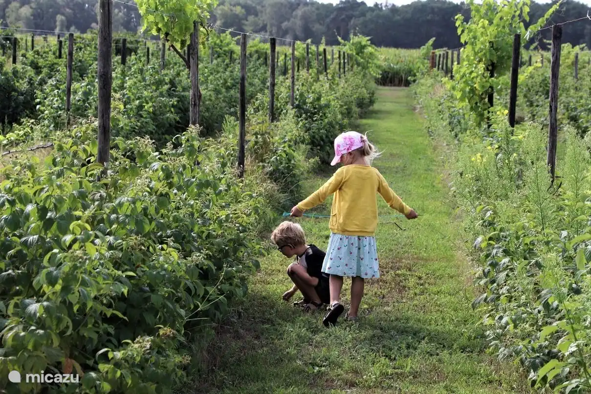Vignoble de Varsenerhof à Ommen !