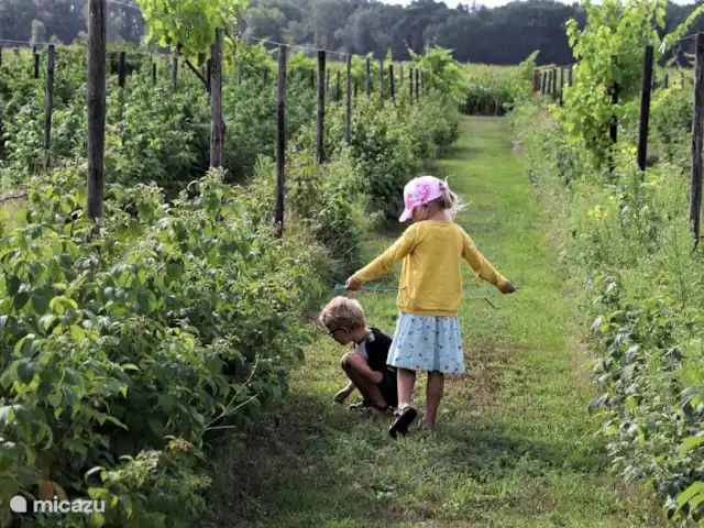 Cabaña forestal Casa Kuin en Países Bajos, Overijssel, Haarle - chalet ¡Viñedo de Varsenerhof en Ommen!