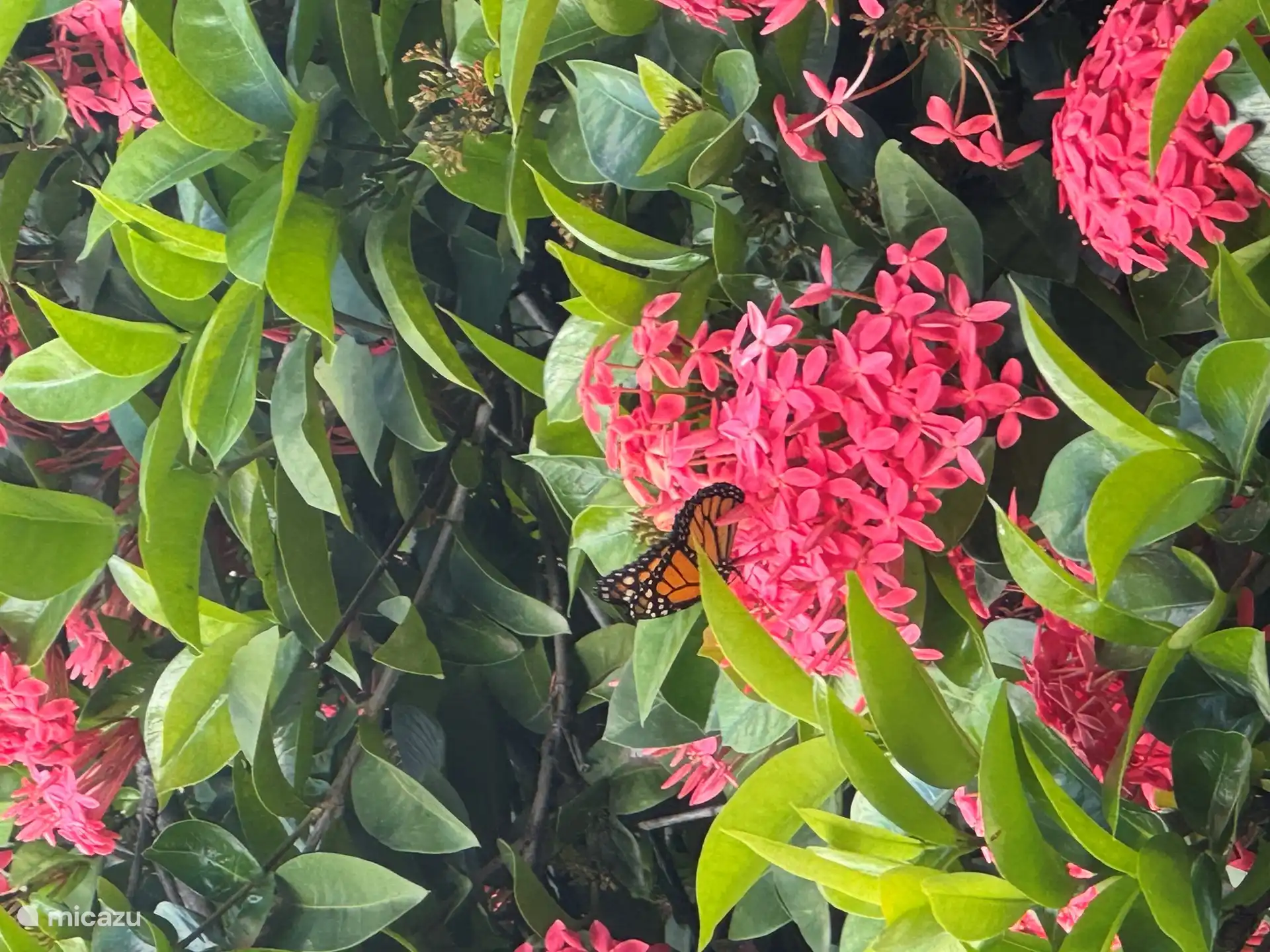 Belles fleurs dans le jardin. 