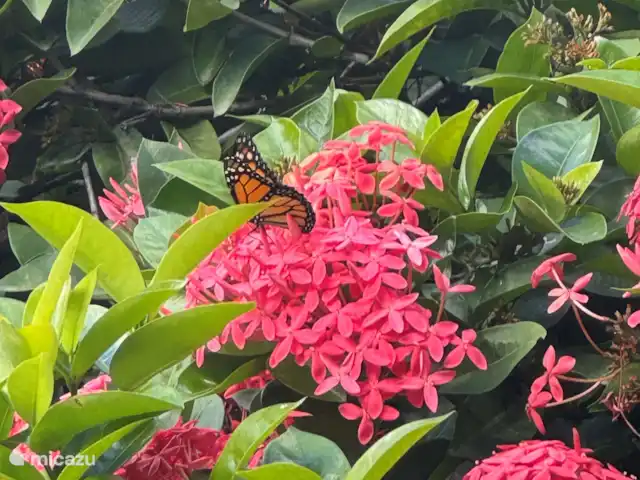Location de Vacances Curaçao, Banda Ariba (est), Jan Thiel, maison de vacances - Casita Apapacho Puru Jan Thiel  Belles fleurs dans le jardin.